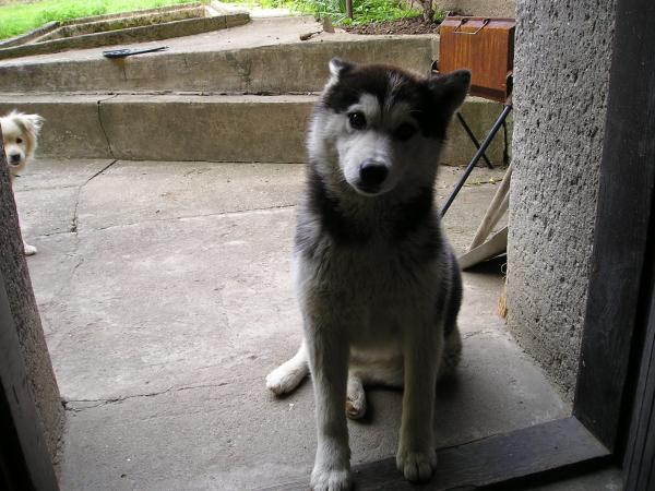 foto k příspěvku  od Piskoteek