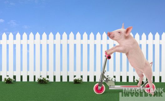 foto k příspěvku  od FSAL