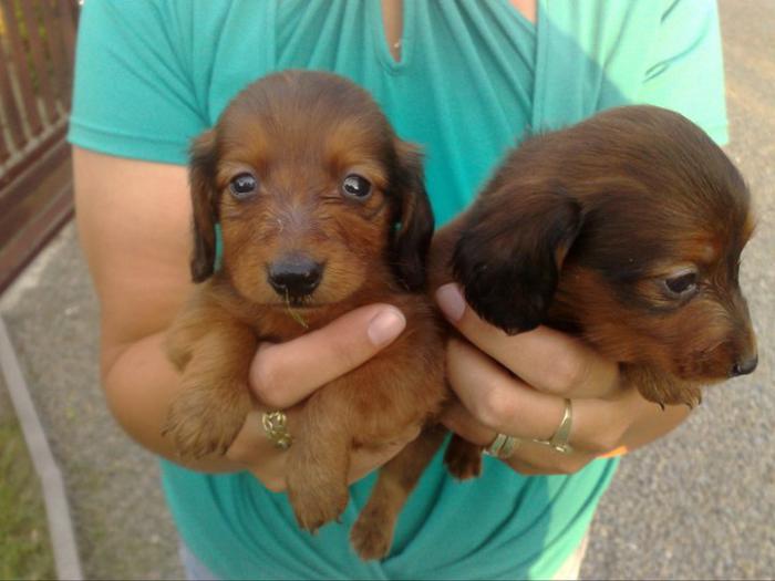 foto k příspěvku  od kordobacek