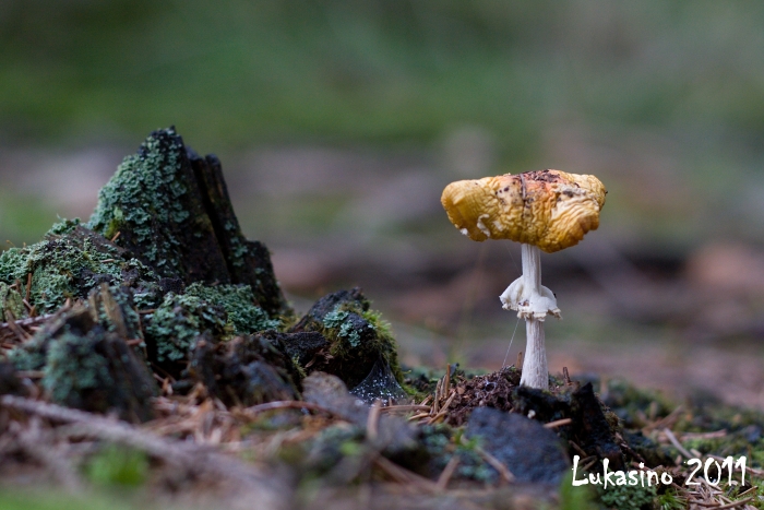 foto k příspěvku  od Lukasino