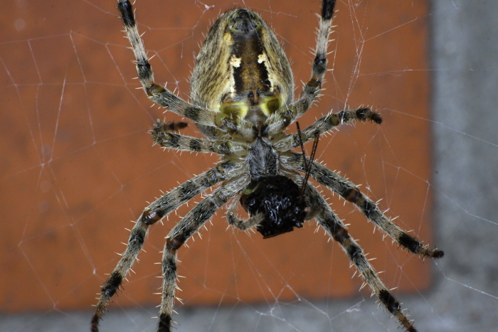 foto k příspěvku  od Lukasino