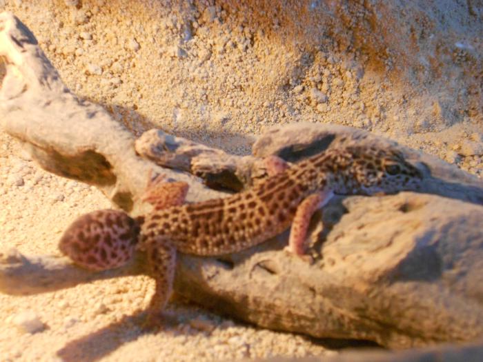 foto k příspěvku  od Hráďa