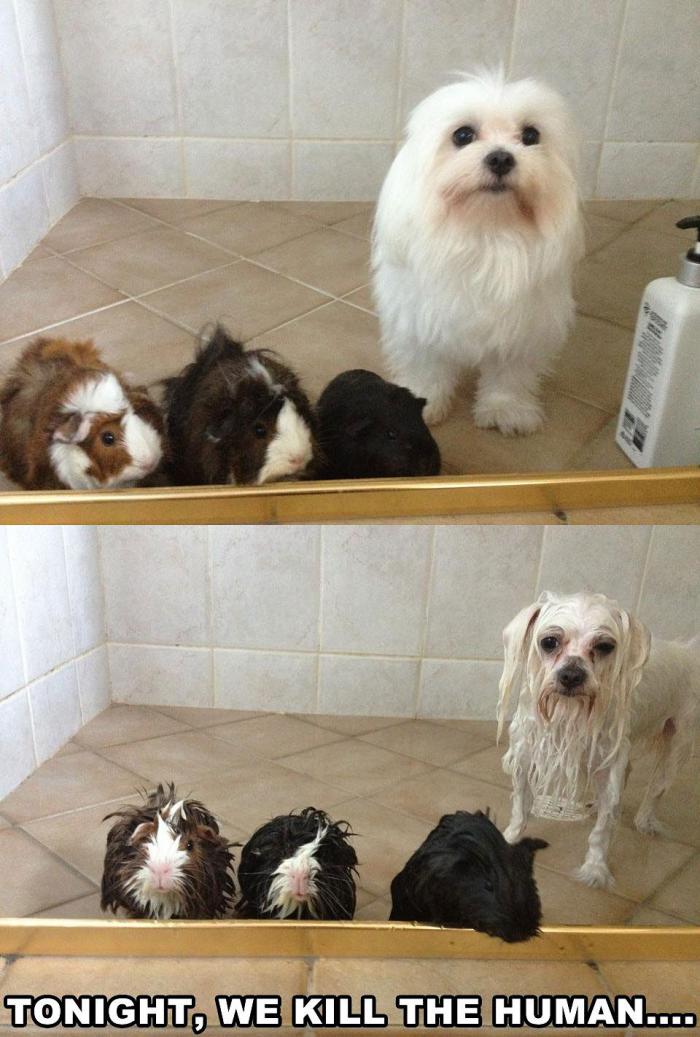 foto k příspěvku  od kozlustechnykus