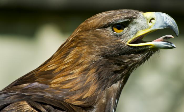 foto k příspěvku  od Bucci