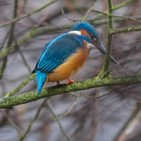 foto k příspěvku  od Crimson