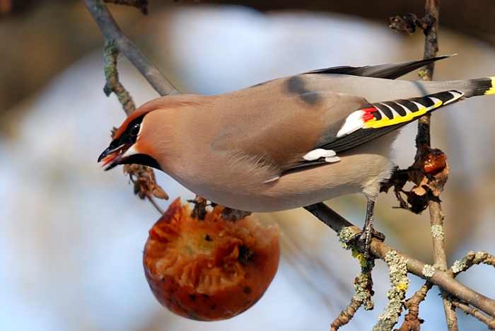 foto k příspěvku  od Proffesor_W