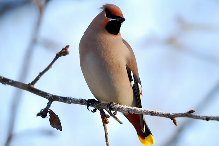 foto k příspěvku  od Proffesor_W