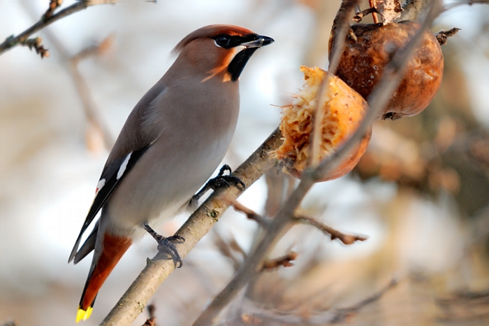 foto k příspěvku  od Proffesor_W
