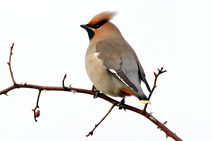 foto k příspěvku  od Crimson