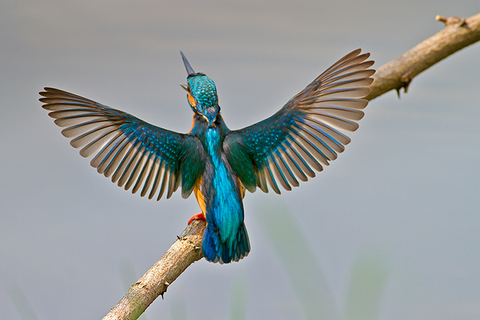 foto k příspěvku  od Crimson