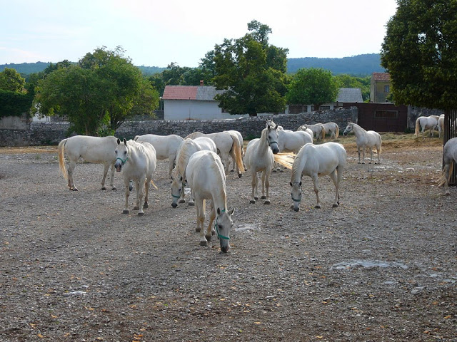 foto k příspěvku  od z0diaC