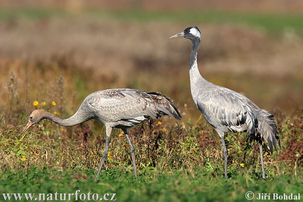 foto k příspěvku  od tappaja