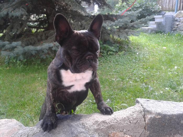 foto k příspěvku  od Honcke