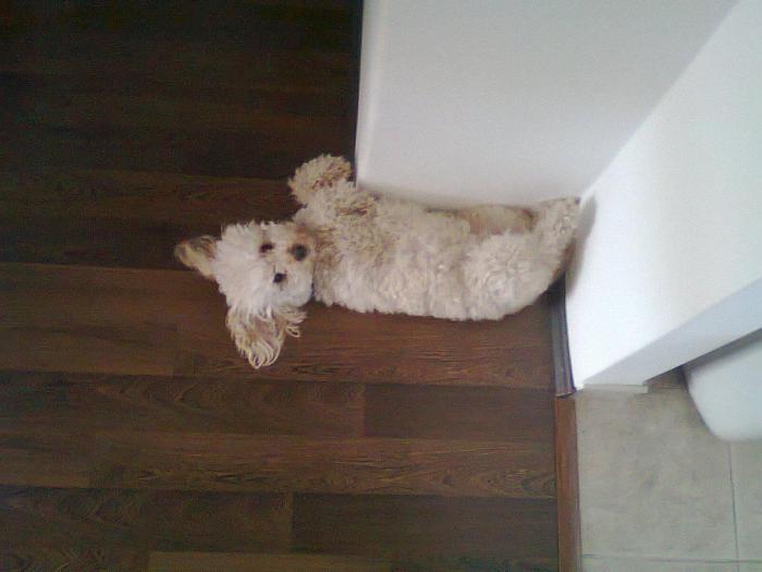 foto k příspěvku  od itchy