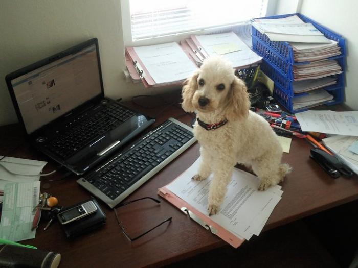 foto k příspěvku  od itchy