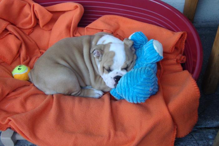 foto k příspěvku  od Mišell