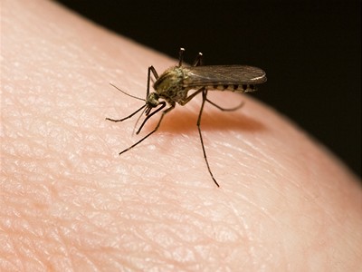 foto k příspěvku  od tappaja