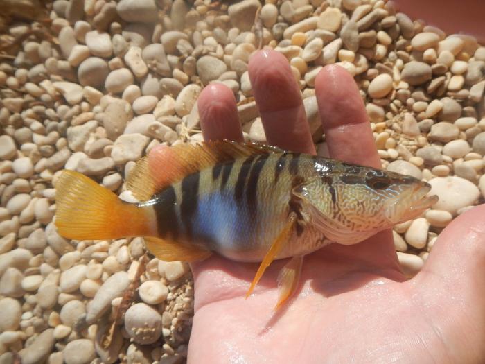 foto k příspěvku  od soray