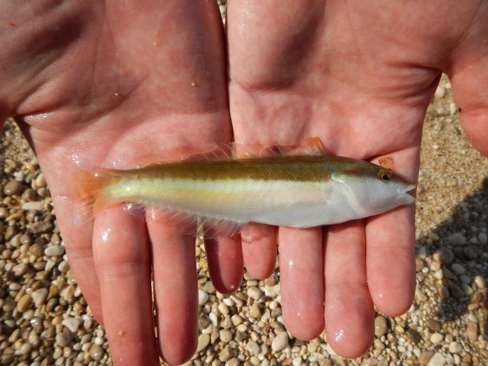 foto k příspěvku  od soray