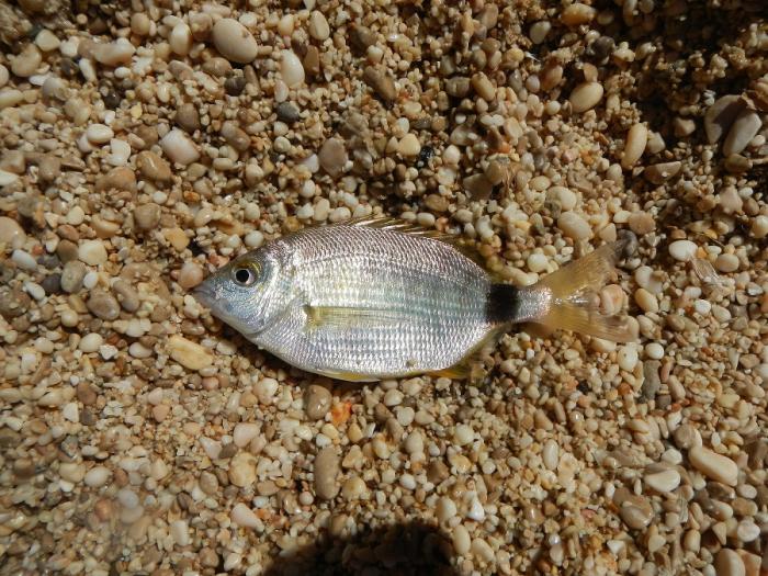 foto k příspěvku  od soray