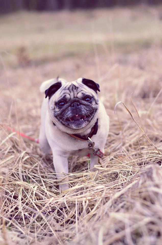 foto k příspěvku  od EFCA