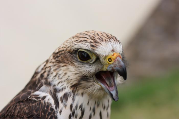 foto k příspěvku  od MARWiN