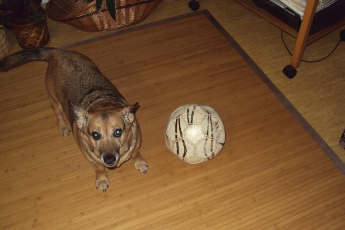 foto k příspěvku  od kozlustechnykus