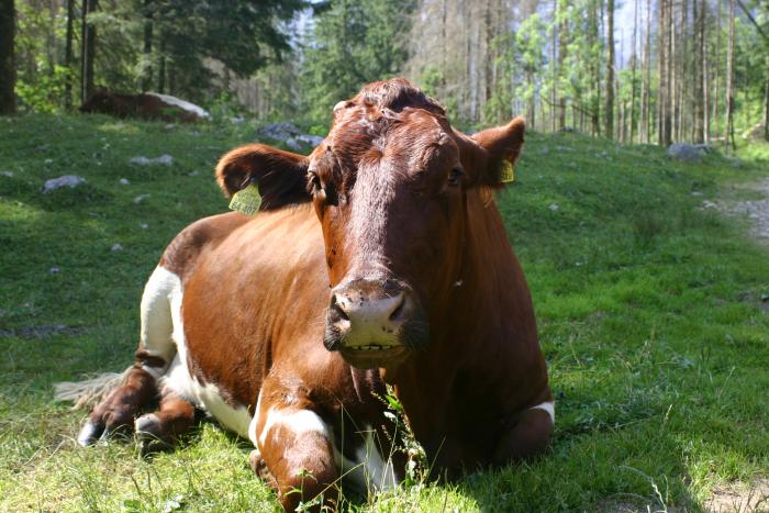 foto k příspěvku  od Kotass