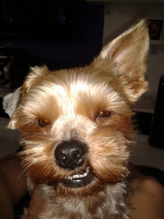 foto k příspěvku  od gizmi