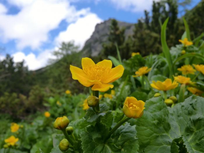 foto k příspěvku  od walish