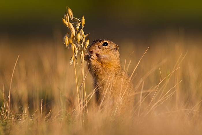 foto k příspěvku  od Crimson