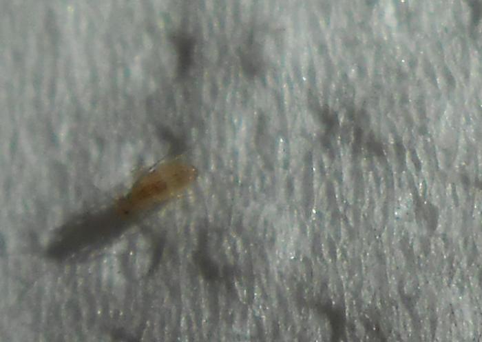 foto k příspěvku  od Pavel 528