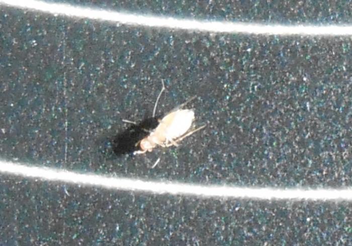 foto k příspěvku  od Pavel 528