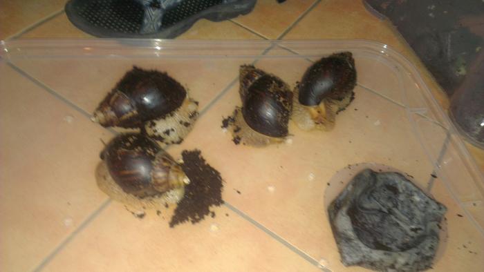 foto k příspěvku  od Paczqo