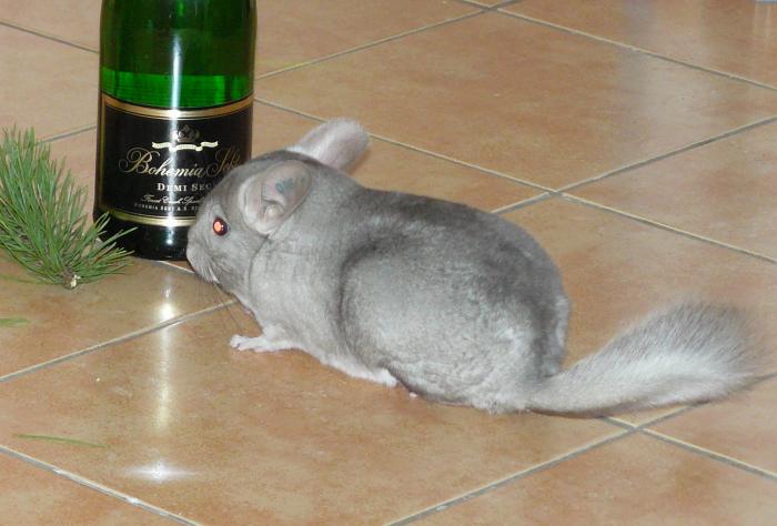 foto k příspěvku  od Paczqo