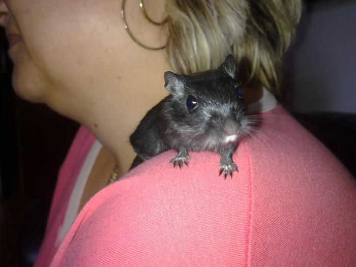 foto k příspěvku  od gizmi