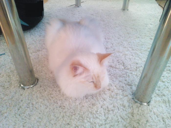 foto k příspěvku  od Knightey-