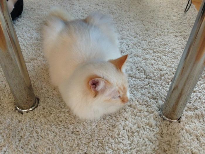 foto k příspěvku  od Knightey-