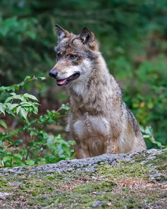 foto k příspěvku  od Crimson