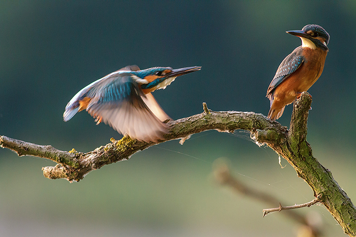 foto k příspěvku  od Crimson