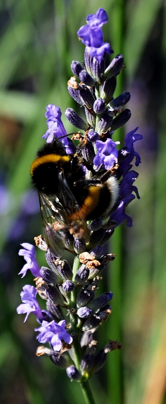 foto k příspěvku  od walish