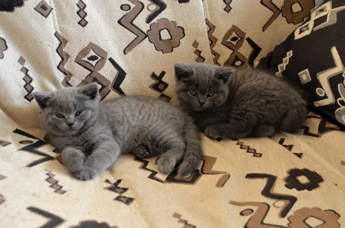 foto k příspěvku  od tappaja