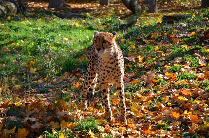 foto k příspěvku  od walish