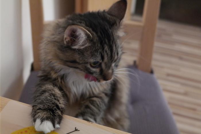 foto k příspěvku  od snuky