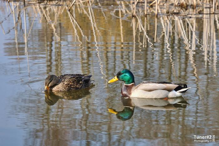 foto k příspěvku  od Tuner#2