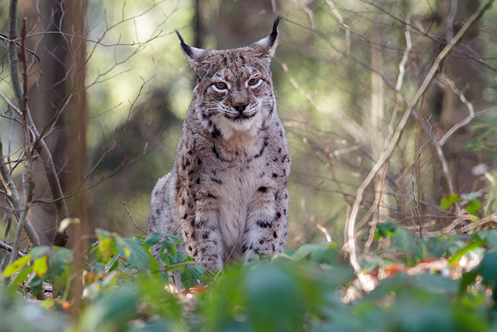 foto k příspěvku  od Crimson