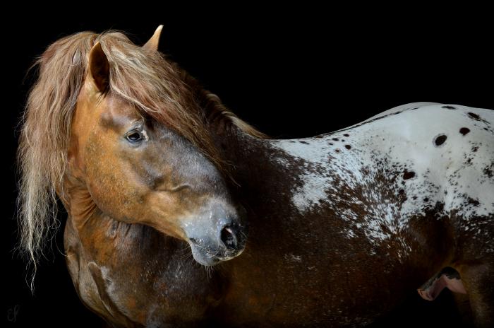 foto k příspěvku  od EFCA