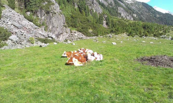 foto k příspěvku  od Petura