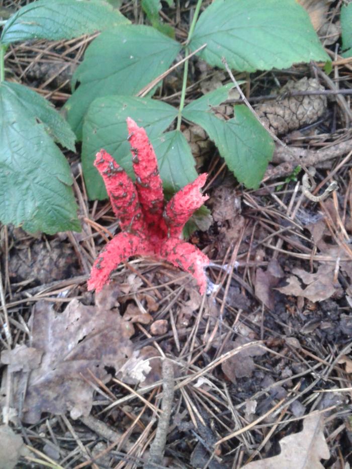 foto k příspěvku  od hawai