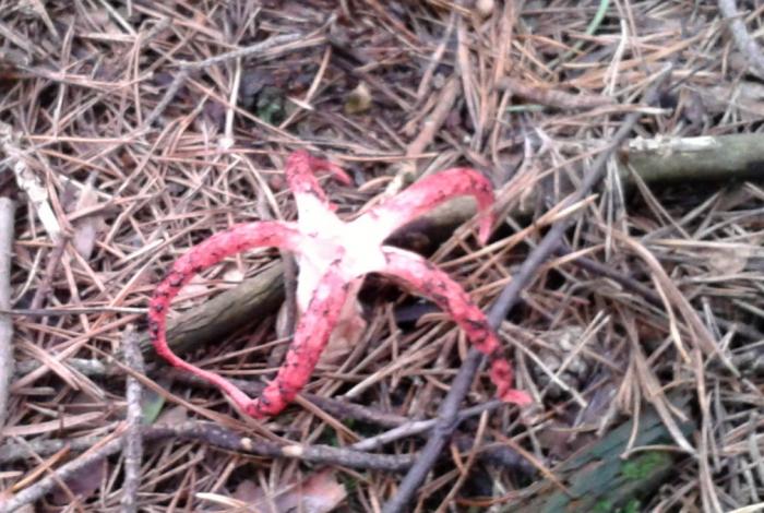 foto k příspěvku  od hawai